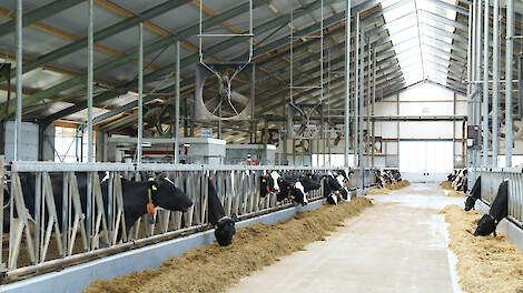 Bles Dairies is het visitekaartje van Semex Holland.  Er komt veel bezoek.