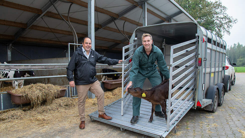 De Black Angus-kalveren van Ter Huurne worden wekelijks opgehaald voor het Regio-rund-concept.