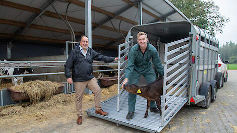 De Black Angus-kalveren van Ter Huurne worden wekelijks opgehaald voor het Regio-rund-concept.