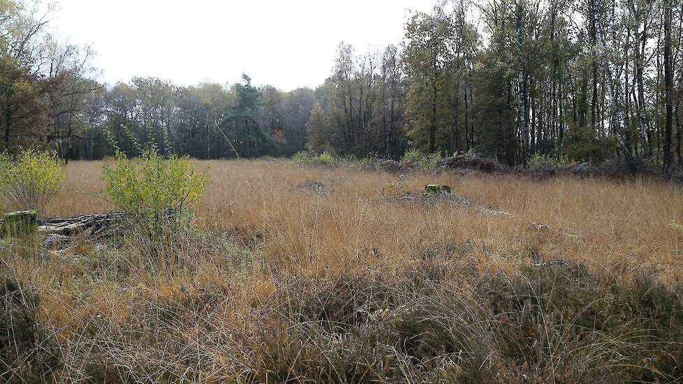 Natura 2000-gebied het Aamsveen maakt onderdeel uit van het grensoverschrijdende project.