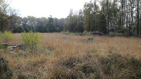 Natura 2000-gebied het Aamsveen maakt onderdeel uit van het grensoverschrijdende project.