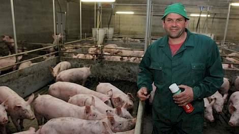 René Schepers (45) heeft zes verschillende locaties met varkens. Hij heeft één locatie in Nederland en vijf locaties met varkens net over de grens in de Duitse deelstaat Noordrijn Westfalen. Hij houdt Topigs-20 zeugen en dekt deze met sperma van de Top Pi