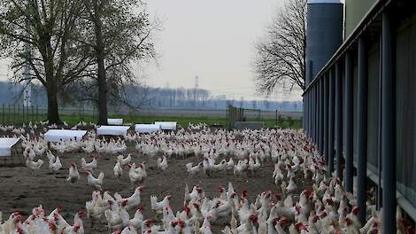 Meerdere biologische leghennenhouders hebben recent vrije-uitloophennen opgezet.