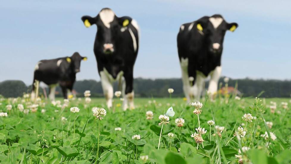 Steeds vaker worden vlinderbloemigen zoals witte- en rode klaver toegevoegd aan grasmengsels.