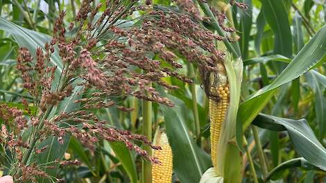 DSV mais-sorghum Jakleen Bovital