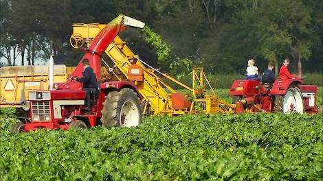 Oldtimer bieten rooien in de polder in Luttelgeest - sugarbeet harvest