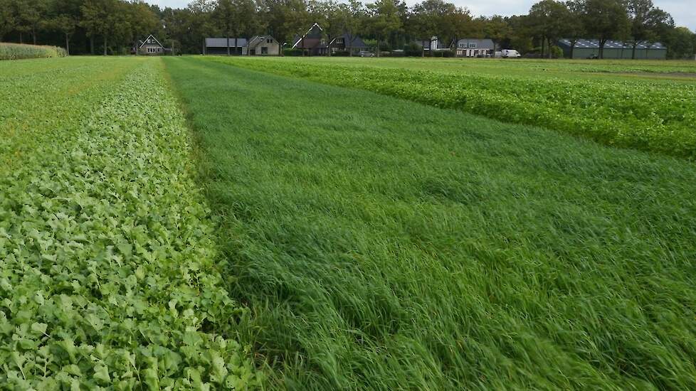 Stroken groenbemesters met bladrammenas, Japanse haver en gele mosterd op proefbedrijf Marwijksoord.