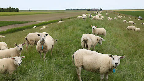 Schapenhouder Elzinga heeft al ruim 150 schapen verloren door blauwtong.