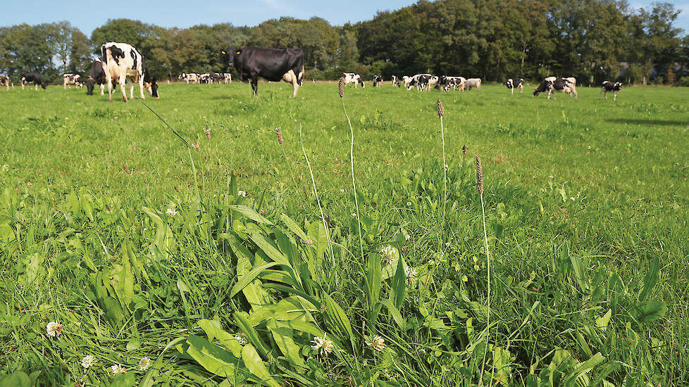 Koeien weiden graag in kruidenrijk gras. Om de kruiden in stand te houden wordt drukbegrazing geadviseerd.