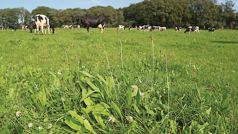 Koeien weiden graag in kruidenrijk gras. Om de kruiden in stand te houden wordt drukbegrazing geadviseerd.