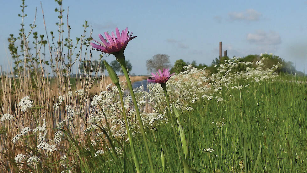 Soorten als Paarse Morgenster zijn volop te vinden in de botanisch rijke berm langs het Boterdiep. Jurtko en Joke ‘adtopteerden’ de berm en voeren het maaisel ieder jaar af.