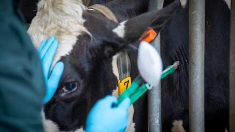 Een rund wordt gevaccineerd tegen blauwtong. In Nederland is vaccinatie nog op vrijwillige basis.