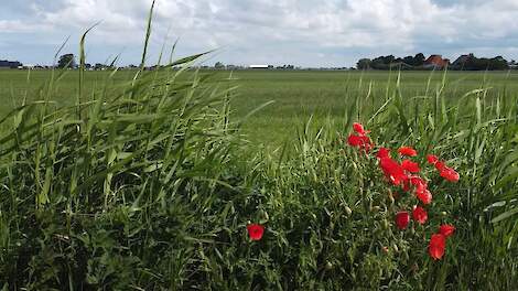 Weiland met op de voorgrond riet en klaprozen - screenshot uit film Bodemwinst