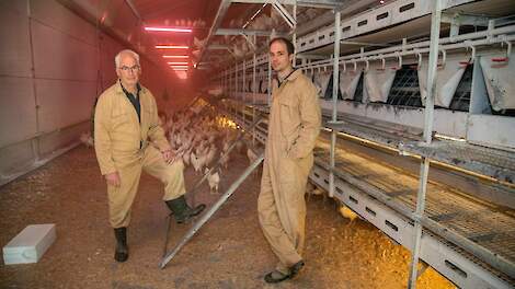 Leghennenhouders Bert (rechts) en zijn vader Helmus Torsius zijn enthousiast over witte hennen.