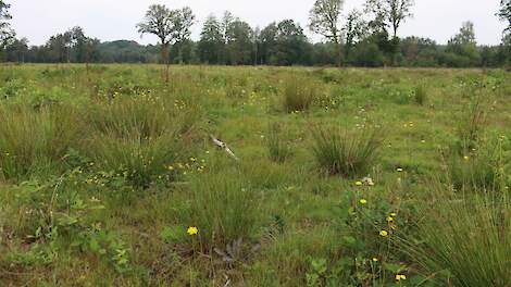 Natuurgebied Springendal en Dal van de Mosbeek met mislukte heide