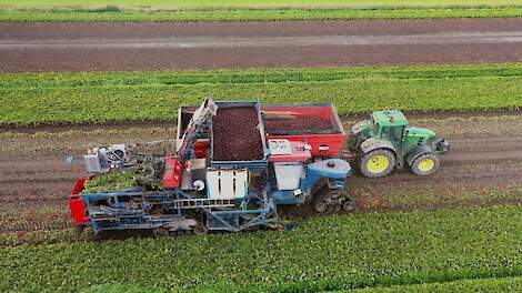 Rode bietenoogst bij Stam-Schaap Agro BV