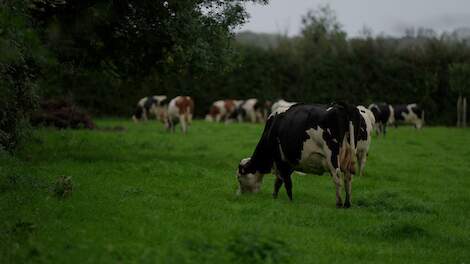 Bomen op mijn land, agroforestry netwerk Nederland