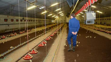 Er is steeds meer vraag naar goede werknemers in tal van functies binnen een pluimveebedrijf.