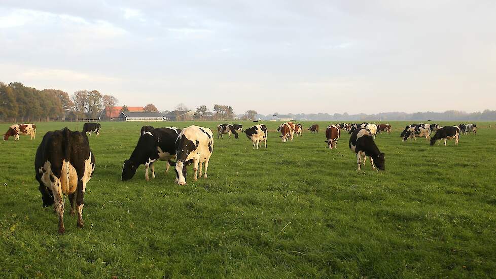 Bij Maatschap Brinks blijven de koeien dit jaar nog tot half december overdag buiten.