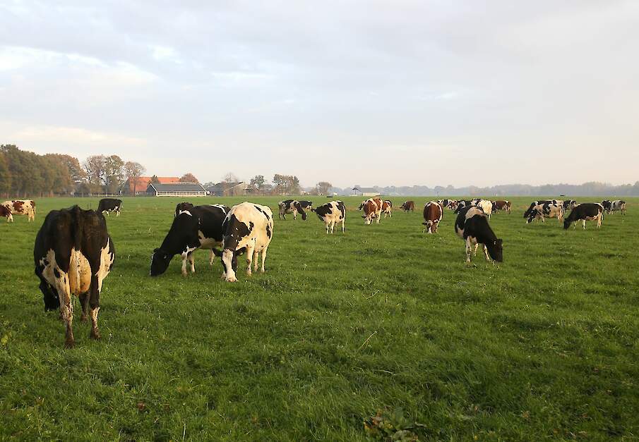 Bij Maatschap Brinks blijven de koeien dit jaar nog tot half december overdag buiten.