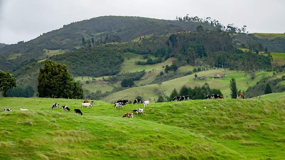 Melkvee in Ierland.