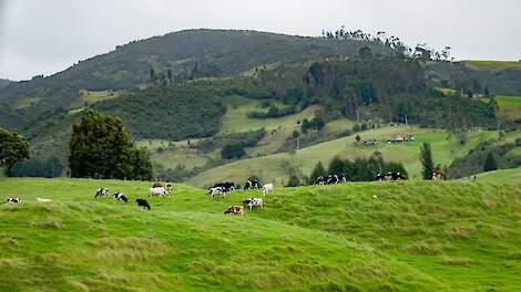 Melkvee in Ierland.