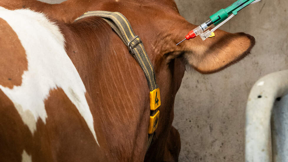 Om van het blauwtongvirus af te komen, moet minimaal 80 procent van de populatie antistoffen hebben afkomstig van een besmetting of ontwikkeld na vaccinatie.