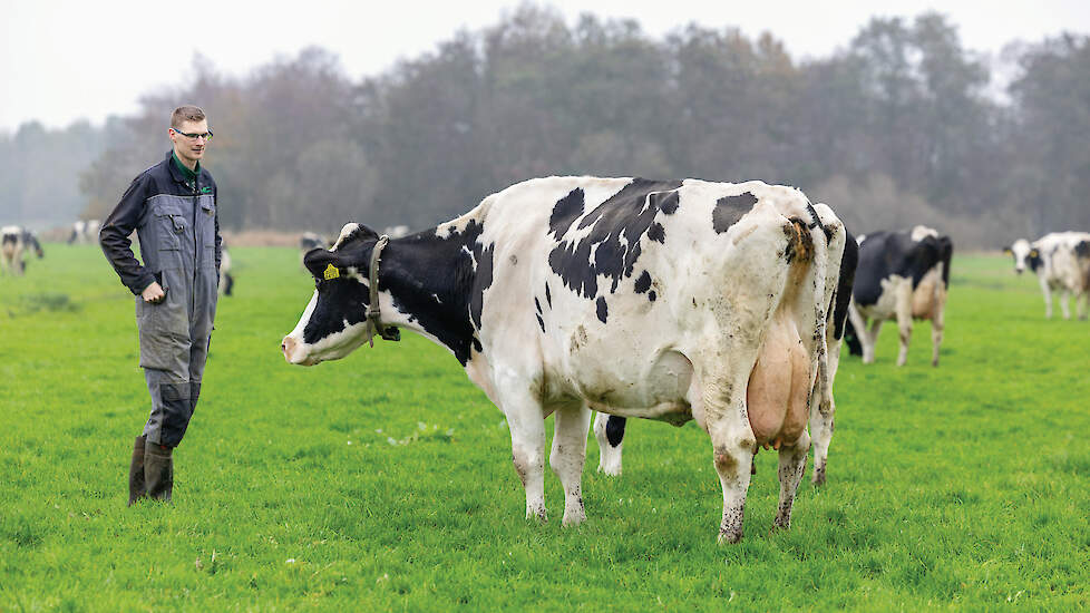 Begin november liepen de koeien nog in de wei. Remco voert Gluco+ bij om het eiwitrijke gras goed te kunnen benutten.