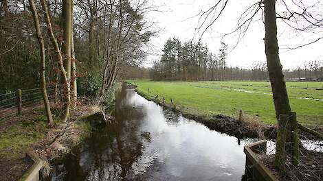 De Veluwe.