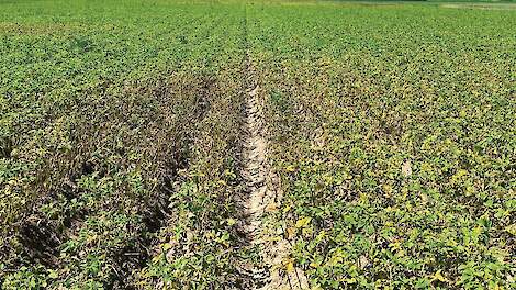 Phytophthora is een groeiend probleem in de aardappelteelt.