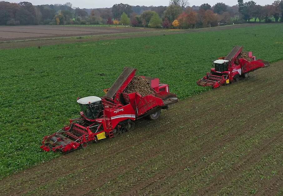 Twee Grimme Maxtrons 620 in de suikerbietenoogst