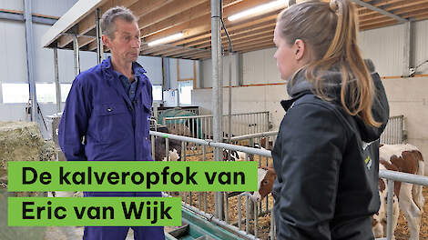 De kalveropfok van Eric van Wijk - BoerENverstand