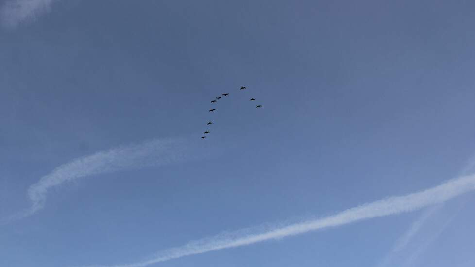 Trekvogels maken de kans op een vogelgriepuitbraak groter.