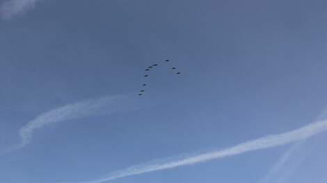 Trekvogels maken de kans op een vogelgriepuitbraak groter.