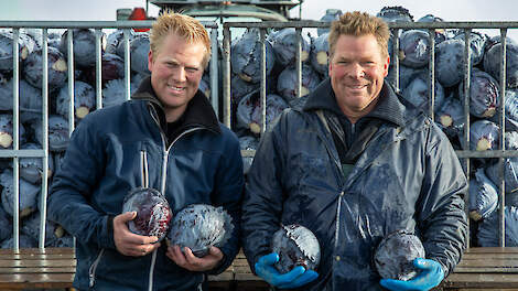 Dave (l) en Rob Weel telen in Waarland 40 hectare rode en witte kool.