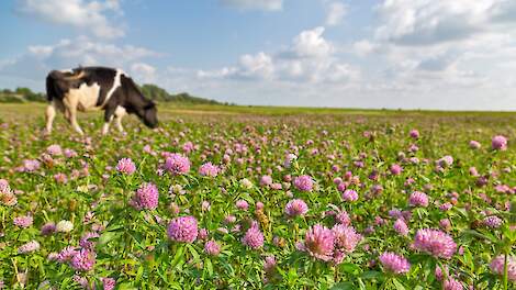 Cow on pink clover flowers meadow, DrPAS