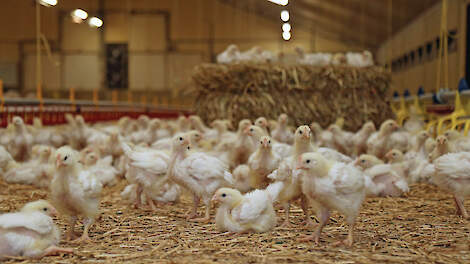 Het onderzoek van het Vlaamse Proefbedrijf Pluimveehouderij toont aan dat er, zoals voor veel zaken, een spanningsveld is tussen productie, welzijn en milieueisen. Trager groeiende kippen meer welzijn maar ook met uitstoot.