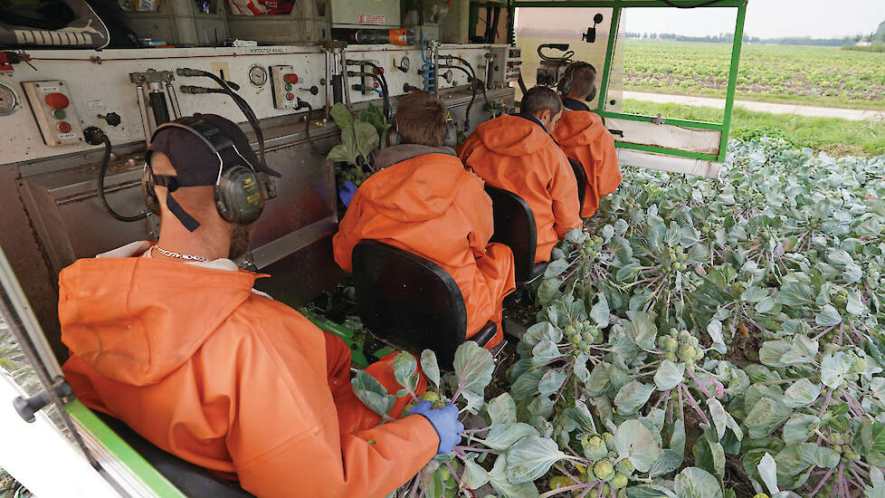 Vanaf 1 januari gaat de Belastingdienst controleren op de arbeidsrelatie tussen opdrachtgever en zzp’er. Voor de landbouwsector kan dit een grote impact hebben.