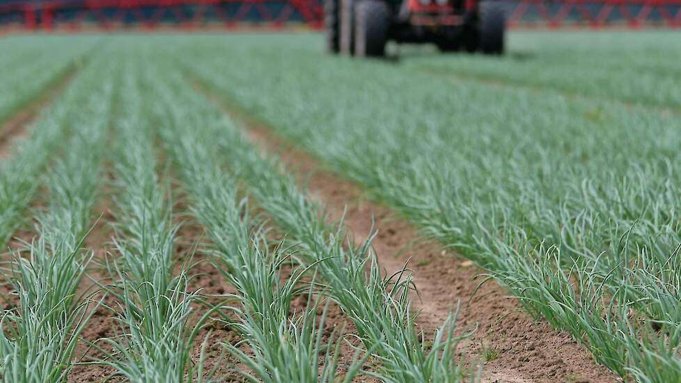 Valse meeldauw kan al vroeg in de teelt toeslaan, is de harde les van 2024. Een robuust ras aan de basis kan ook gangbare telers helpen.