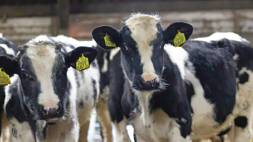 De kalveren van Erik Bouwman lopen voor het project Young Beef veertien weken buiten, ook in de winter.