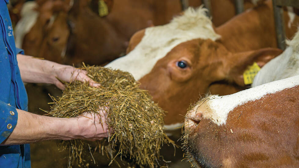 Goed ruwvoer dat gunstig is voor de BEX heeft een hoge VEM-waarde per kilo droge stof, stelt Tom Vloet van FG Bedrijfsontwikkeling.