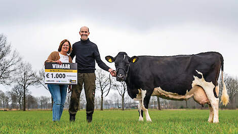 De verkiezing van de Beste Boerenkoe gaat weer van start. Welke koe krijgt dit seizoen deze titel en wordt daarmee de opvolger van Truus 68?