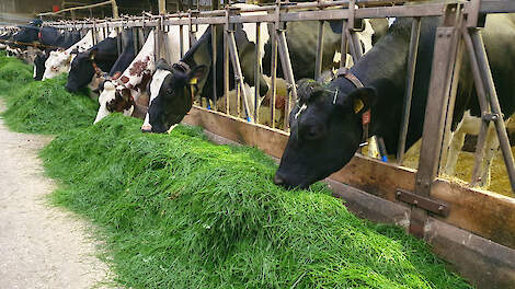 Peter en Margo Van Oosterhout zijn testbedrijf voor de Lely Exos. Een groot deel van het rantsoen van de melkkoeien bestaat in de zomer uit vers gras.