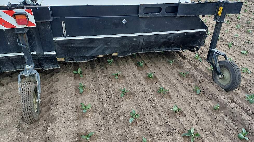 De spotsprayer in actie. Duidelijk te zien zijn de donkere randjes rond de planten, waar gespoten is.