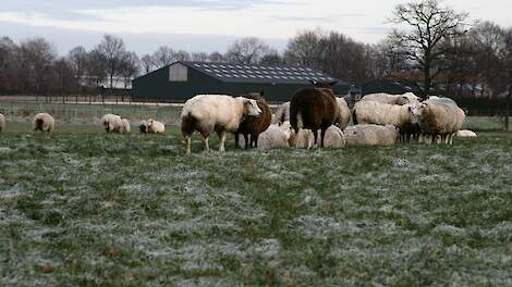 Beeld van een willekeurige kudde schapen ter illustratie.