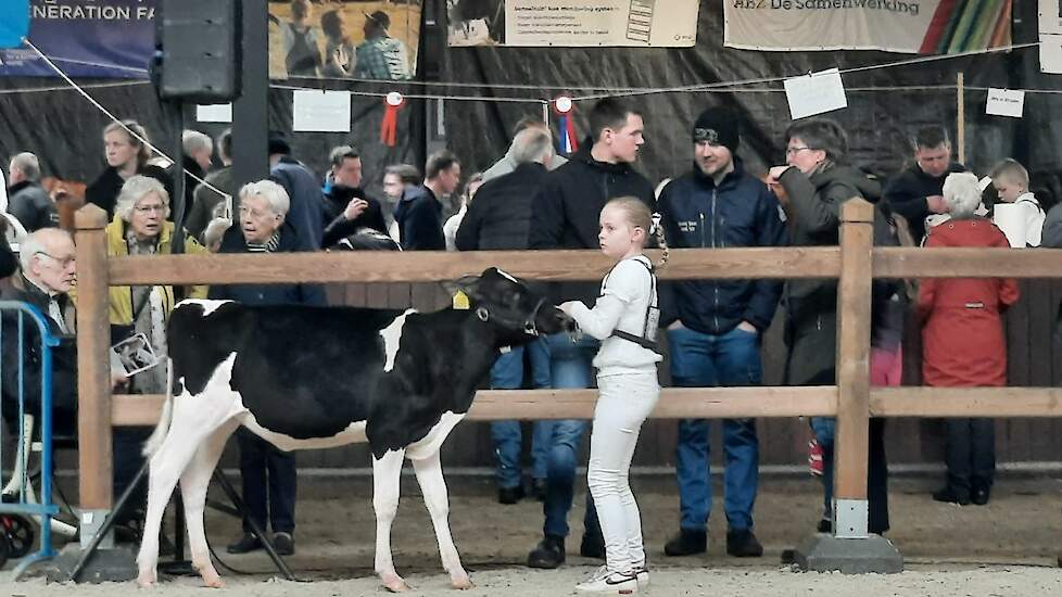 Deelneemster Lieke Egberts uit Bunne (DR) met haar kalfje in de ring van de Groninger Rundvee Show, tijdens de laatste editie in Tolbert.