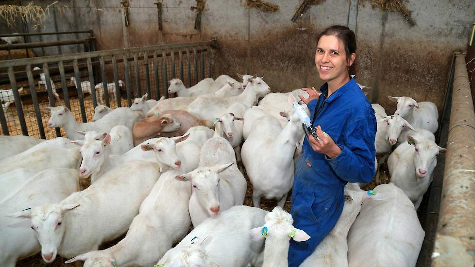 Geitendierenarts Shaula Bouwman: „We zitten op een bom, en geitenhouders zijn er niet van doordrongen."