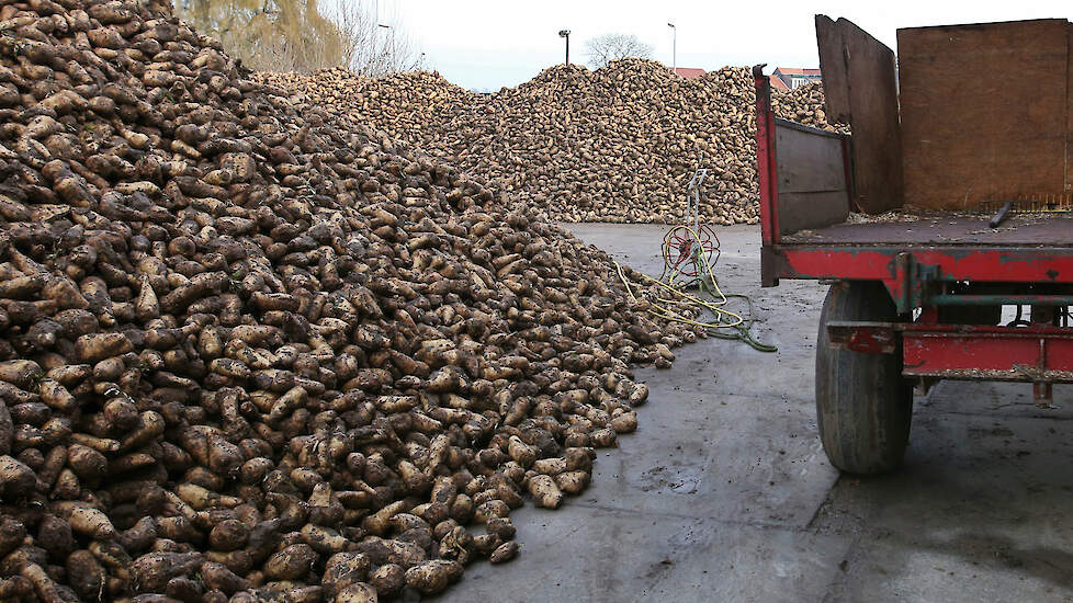 Sensus kijkt terug op een redelijk tot goede oogst met gemiddelde hectareopbrengsten tussen de 40 en 45 ton, met een inulinegehalte van 16,8 procent.