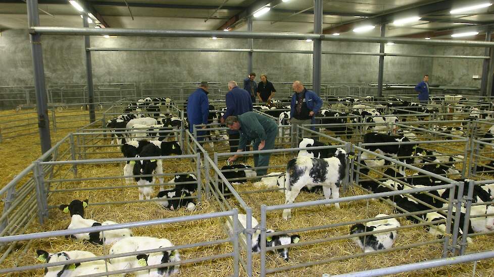 De veemarkt in Leeuwarden. Beeld ter illustratie.