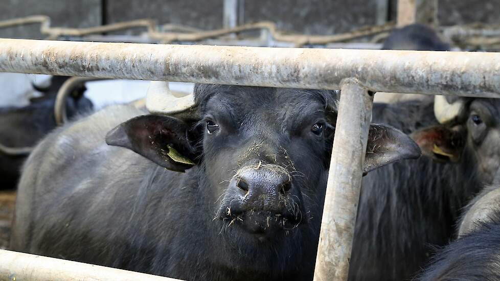 Afgelopen vrijdag werd in het Duitse Hönow MKZ vastgesteld bij drie waterbuffels.